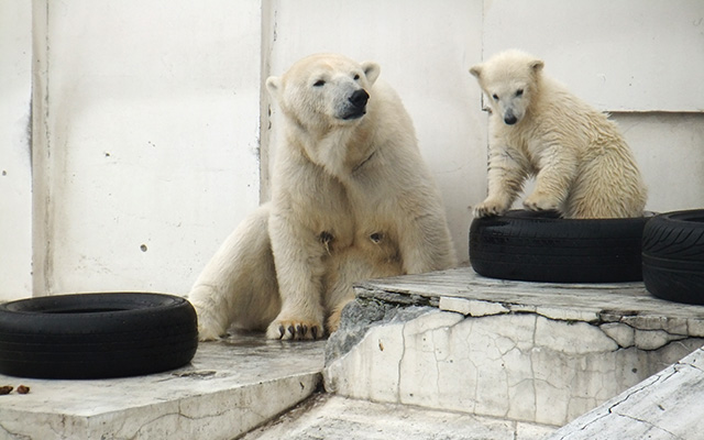 Sapporo Maruyama Zoo