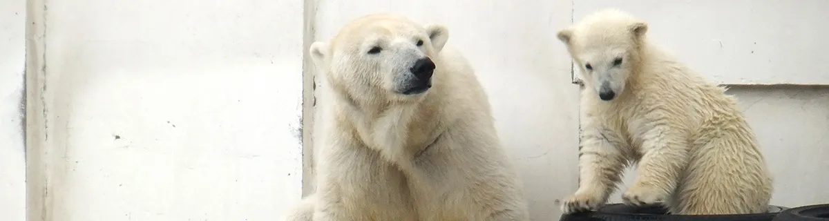 http://www.city.sapporo.jp/zoo/