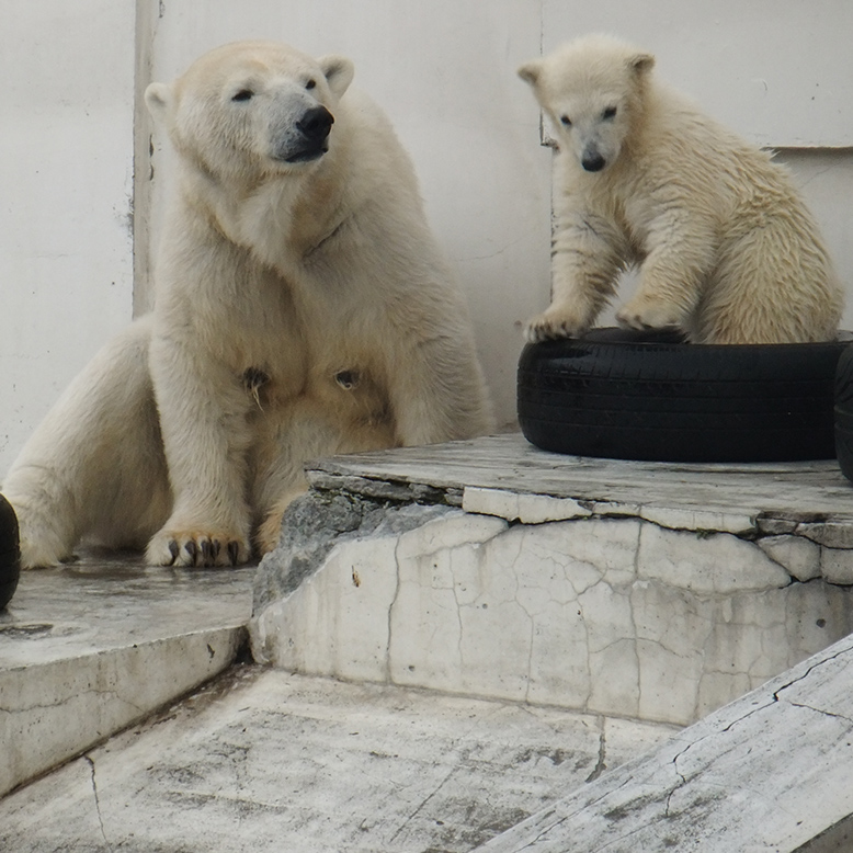 札幌市円山動物園