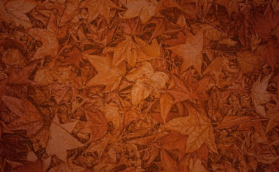 9/1～9/30Autumn Harvest BuffetFlavors of さつま芋＆栗パノラマブッフェ