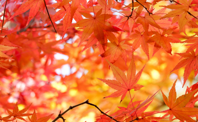 9/1～9/30Autumn Harvest BuffetFlavors of さつま芋＆栗パノラマブッフェ