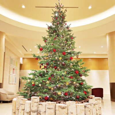 2025年クリスマスツリー～本物のモミの木が彩る、特別なクリスマスのひととき～